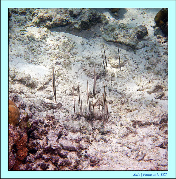 2011 - 08 - Borneo - Mataking 47